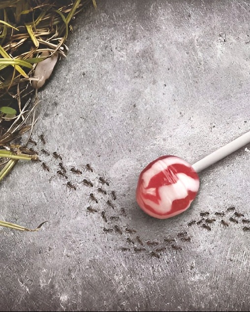 Fila de hormigas bordeando una piruleta roja y blanca sobre pavimento gris, vista cenital y luz natural.